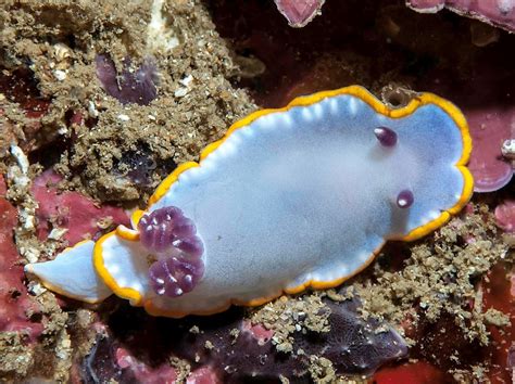 Sea Slug Facts 12 Beautiful Species Owlcation