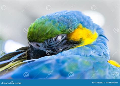 The Beautiful Yellow And Blue Macaw Parrot Sleeping Stock Photo Image