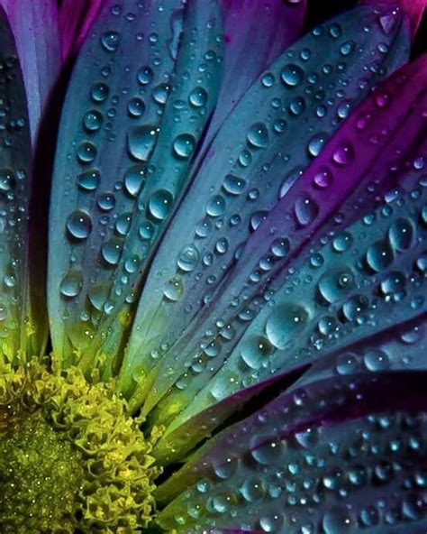 Pin By Ethel Wimmer On Flowers Water Droplets Photo Contest Droplets