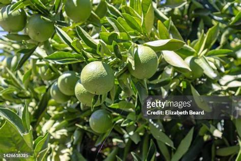 California Navel Oranges Photos And Premium High Res Pictures Getty