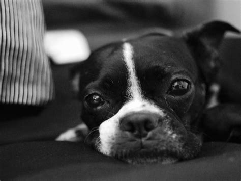 Boston Terrier Wallpapers Wallpaper Cave