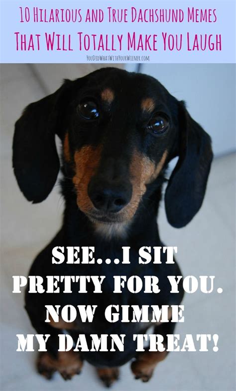 These 10 Dachshund Memes Sum Up The Breed Perfectly If You Own A