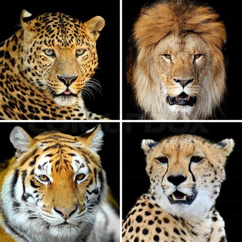 Four Big Wild Cats Leopard Tiger Lion Cheetah Stock Photo