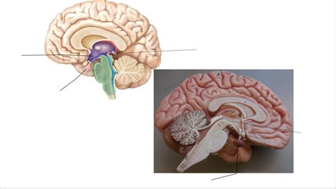 Glands Of The Brain Diagram Quizlet