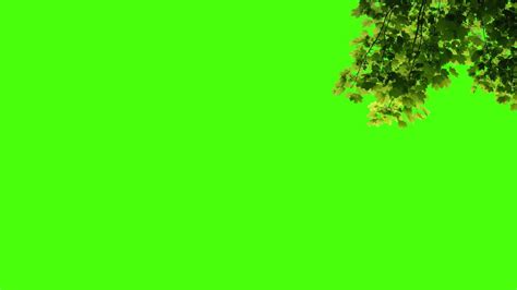 Tree Green Screen Animation Tree Green Screen No Copyright Youtube