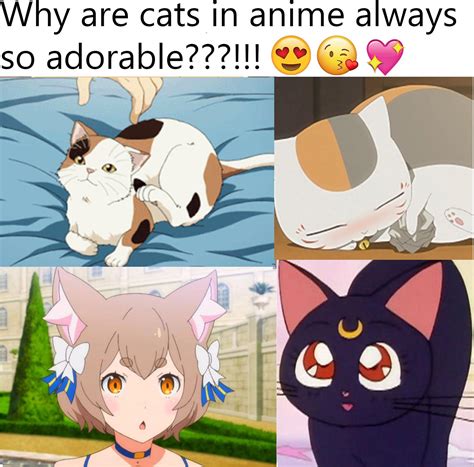 Adorable Anime Cats Ranimemes