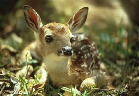 Pictures Of Baby Deers Captions Ideas