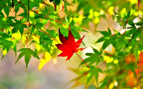 The official calendar schedule of the calgary flames including ticket information, stats, rosters, and more. Maple Leaf Picture Photo - Wallpaper, High Definition ...