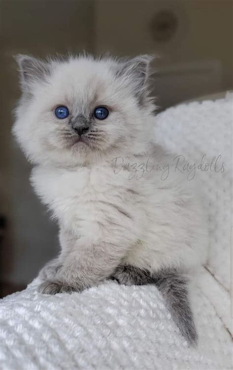 Dazzling Ragdolls Kittens Adoption Page Cute Cats And Kittens