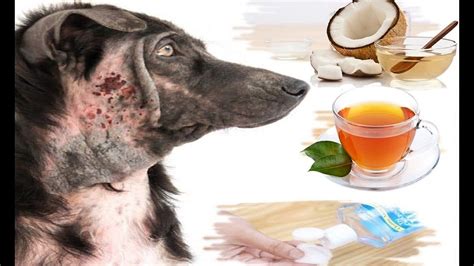 10 Best Home Remedies For Hot Spots In Dogs Without Vet Help Vet