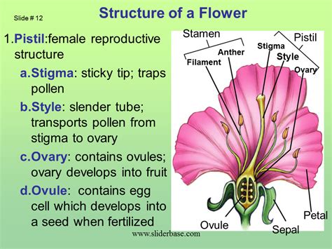 How Does Pollen Get To The Stigma Of A Pistil