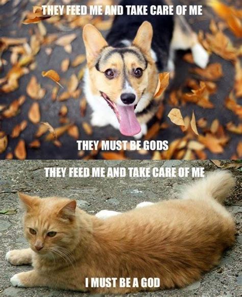 30 Funny Cat Vs Dog Memes To Prove Whos The Boss Catmemes Dogmemes