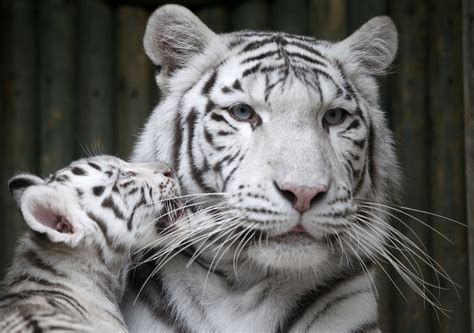 A Rare White Indian Tiger Cub Plays With Its Mother Surya Bara At A Zoo