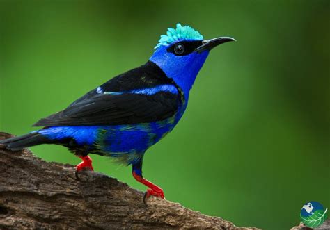 Aves De Costa Rica