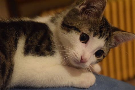 Free Images Animal Pet Kitten Nose Whiskers Vertebrate Mieze