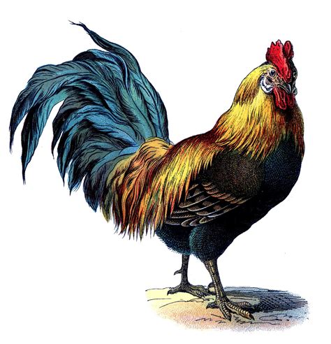 Vintage Graphic Gorgeous Colorful Rooster The Graphics Fairy