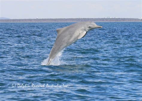 Dolphin Expeditions Dolphin Research Australia Inc
