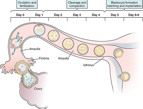 Normal Fertilization And Implantation Abdominal Key