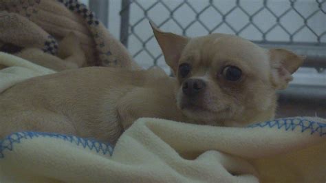 After Tough Start To Life Rescued Chihuahuas Being Prepped For Forever