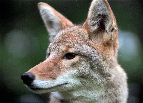 Coyotes Respond To Turkey Calls Their Presence In Cny Warrants Caution