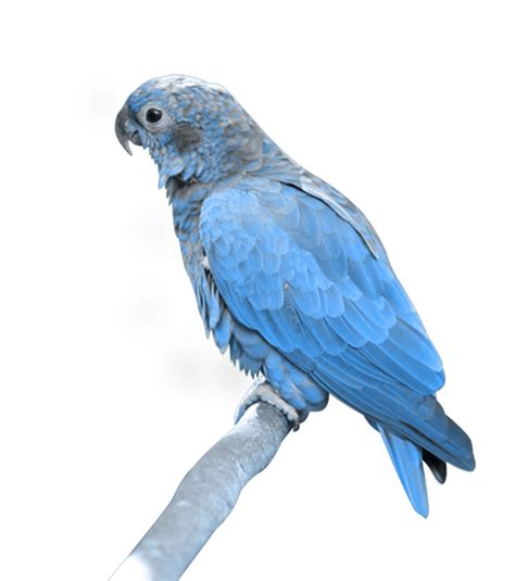 Blue Parrot Sitting Png Image Purepng Free Transparent Cc0 Png