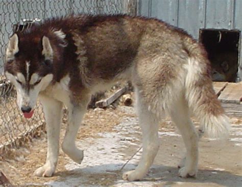 Wolf Dog Hybrid As A Pet Pethelpful