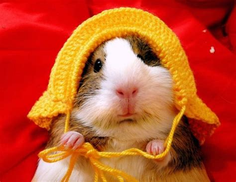 Guinea Pigs Wearing Hats Fuzzy Today