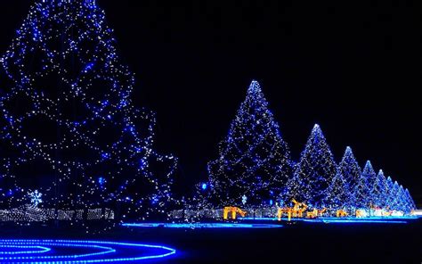 Christmas Trees Covered In Lights Wallpaper Holidays Wallpaper Better