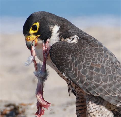 Food And Feeding Peregrine Falcon
