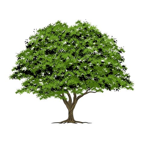 Clip Art Oak Tree Images Png Download Full Size Clipa