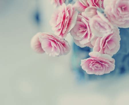 Check spelling or type a new query. Pink pastel roses - Flowers & Nature Background Wallpapers ...