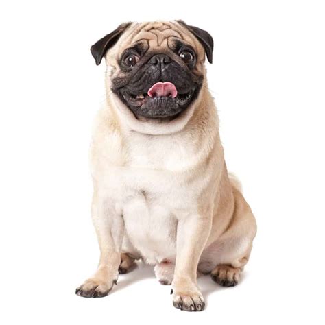 Pug Dog Breed Complete Guide Az Animals