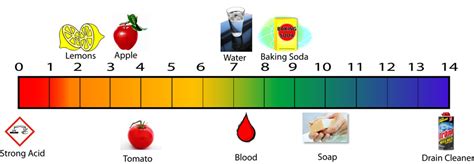 Ph Scale Of Different Foods Food Ideas