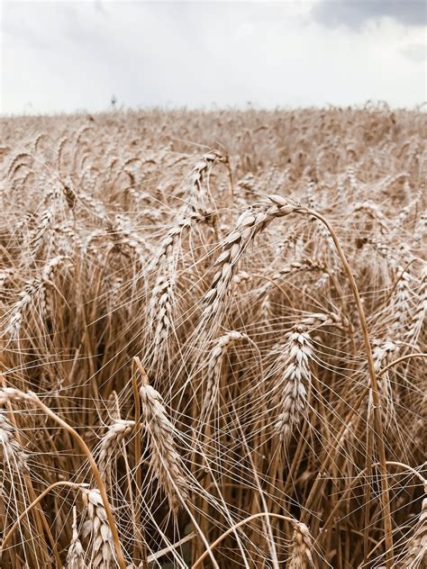 Wheat Field Пшеничные поля Эстетика Фотографии