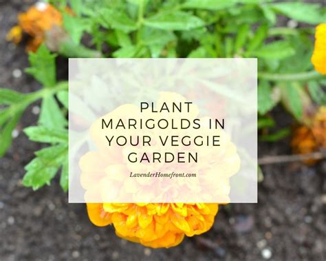 The Benefit Of Planting Marigolds In Your Vegetable Garden