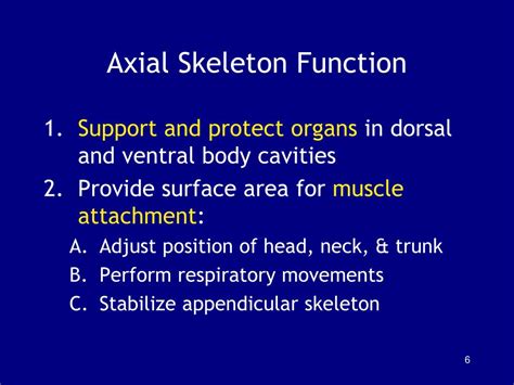 Ppt Chapter 7 The Axial Skeleton Powerpoint Presentation Free