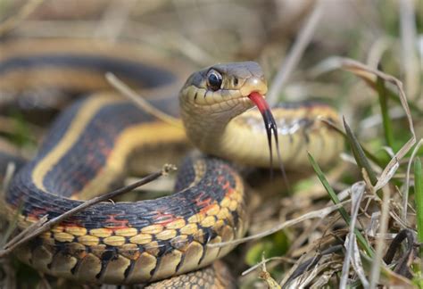 Are Garter Snakes Dangerous To Dogs