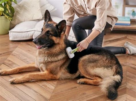 Dog Hair Loss Home Remedies How To Care For Your Best Friend