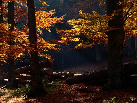 Autumn Forest By Costelino On Deviantart