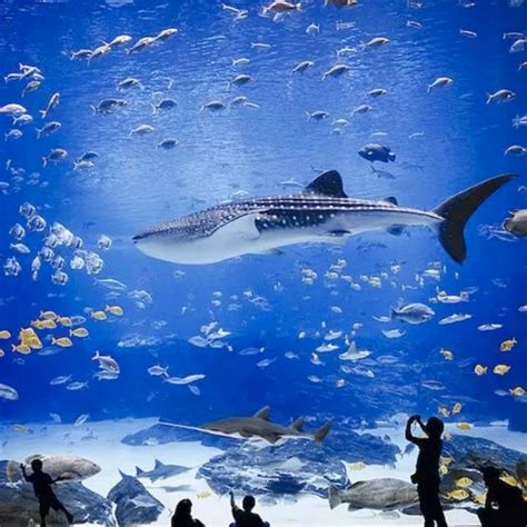 Top 10 Must Visit Aquarium In America