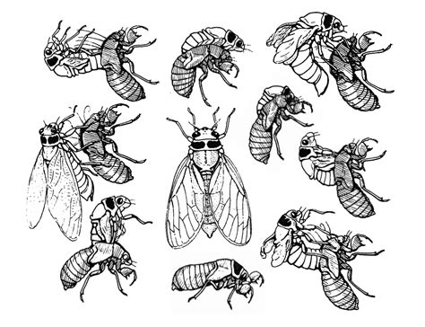 There are many cicadas with different cycles. Cicada Life Cycle Worksheet | Printable Worksheets and ...