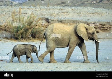 African Elephant Hoanib River Damaraland Kunene Region Namibia