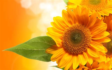 Beautiful Fall Sunflower Wallpapers Top Free Beautiful Fall Sunflower