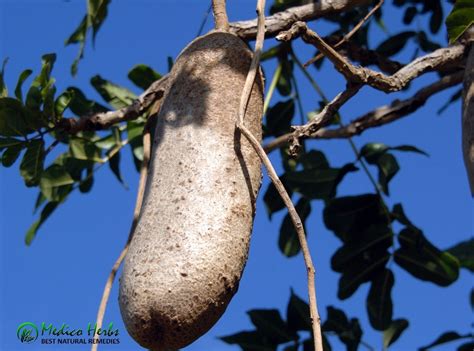 Kigelia Africana Sausage Tree Fruit 100g Powder