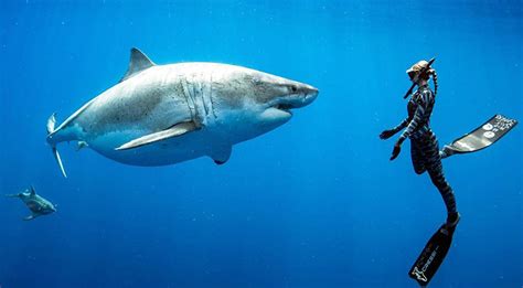 skomal weighs in on shark swimming the martha s vineyard times