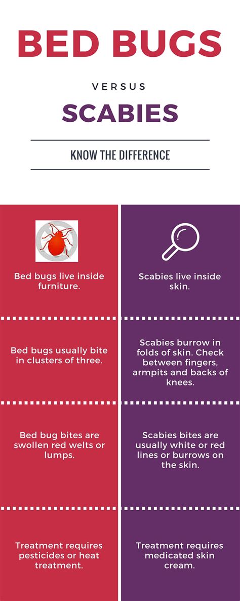 Scabies Vs Bed Bugs