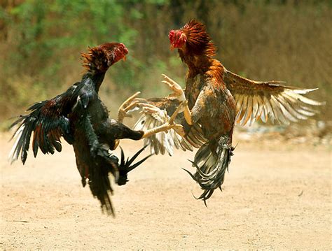 People Held For Holding Cock Fighting In Hyderabad Hydnow