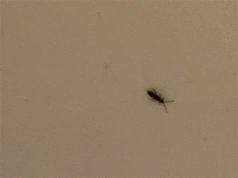 Little Bugs In Kitchen Sink