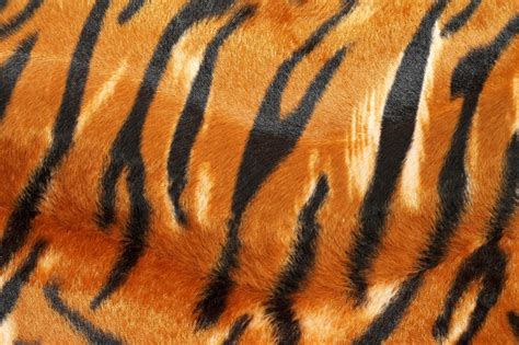 Tiger Pattern In Hd Animal Print Wallpaper Tiger Stripes Facebook Print