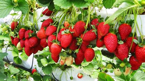 How To Grow A Lot Of Strawberries Plant Instructions